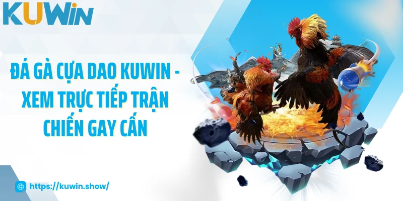 Đá Gà Cựa Dao KUWIN - Xem Trực Tiếp Trận Chiến Gay Cấn