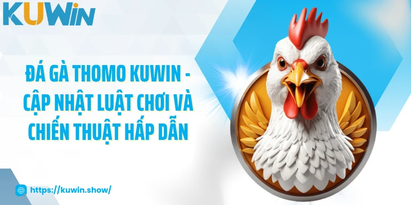 Đá Gà Thomo KUWIN - Cập Nhật Luật Chơi Và Chiến Thuật Hấp Dẫn